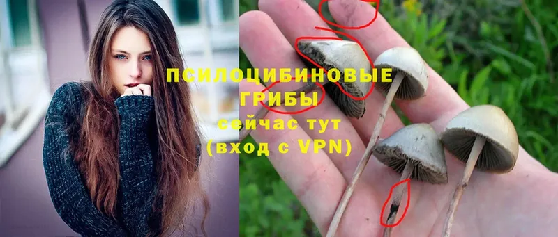 наркотики  Мамадыш  Галлюциногенные грибы MAGIC MUSHROOMS 